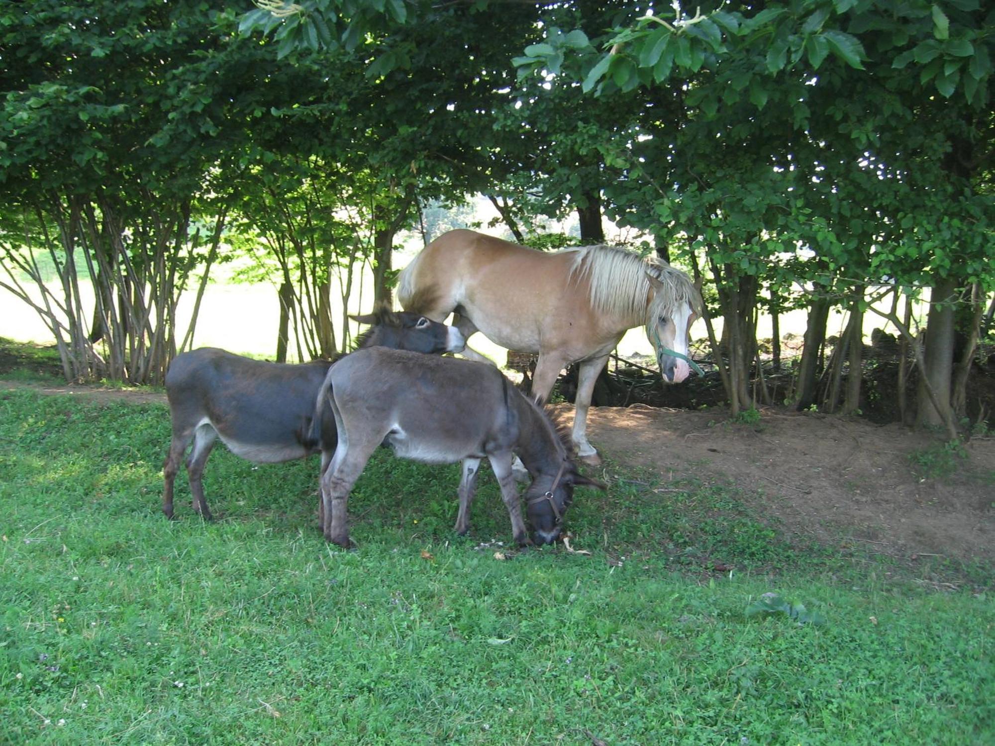 Tourist Farm Pri Martinovih Krška Vas Exterior foto